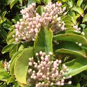 Kalmia latifolia fleur